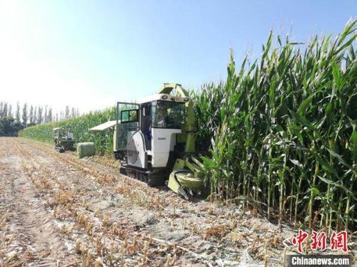 甘肅飼草裝備產(chǎn)業(yè)化提速，飼料生產(chǎn)邁向智能化新階段