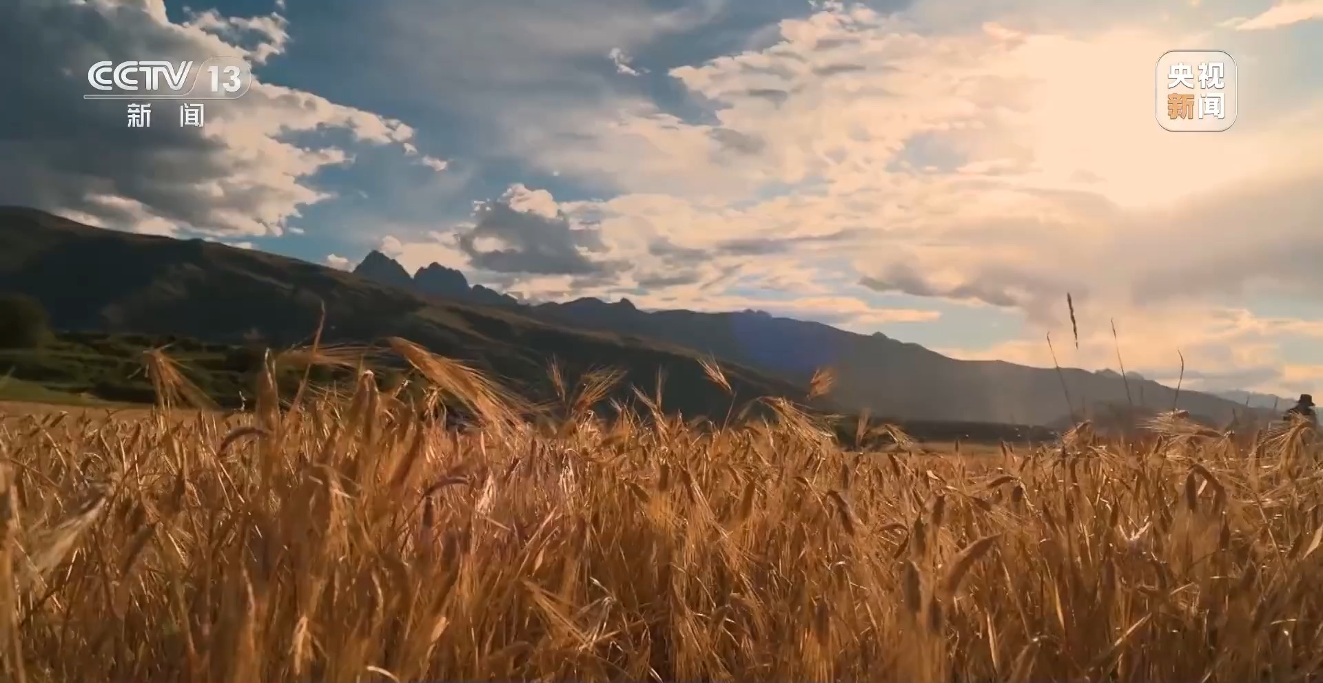 新聞周刊 | 青稞熟，畫卷展 見(jiàn)證豐收喜悅，賦能飼料生產(chǎn)新篇